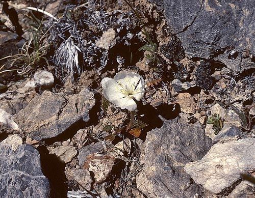 Oenothera cavernae habit