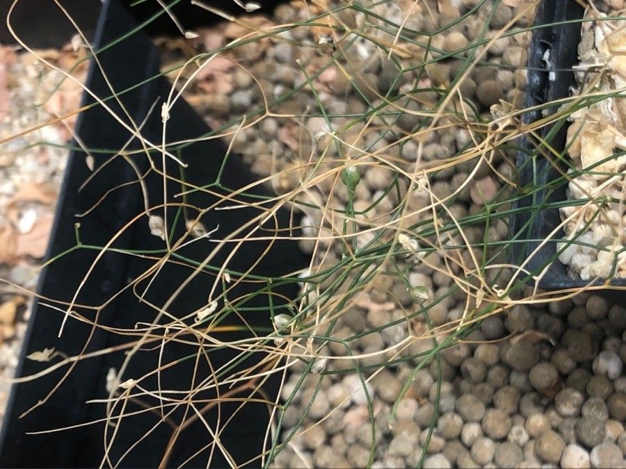 Drimia intricata leaf