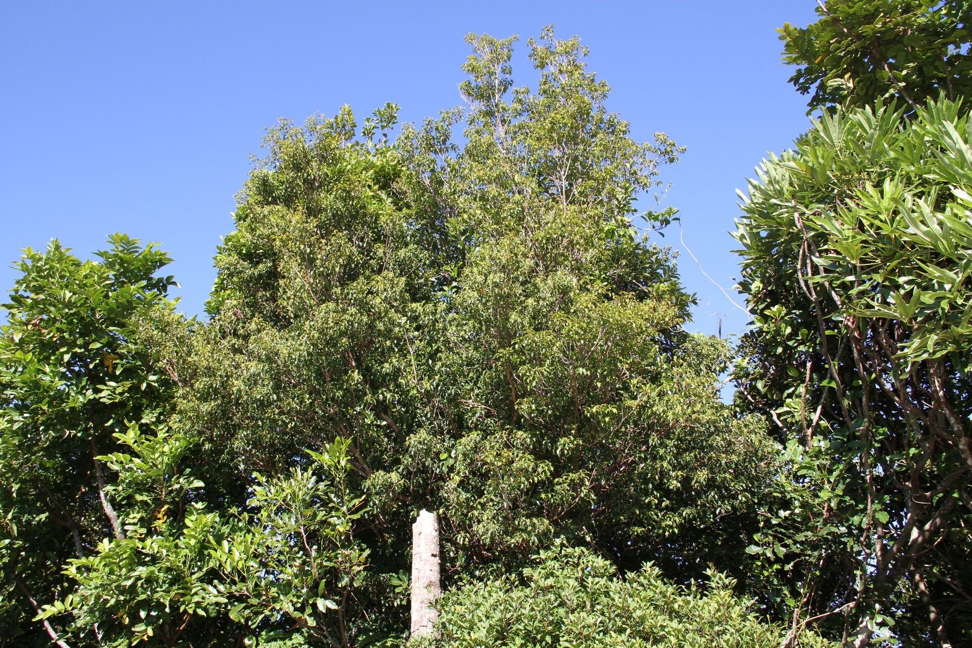 Elaeocarpus toninensis — houseplant care guide