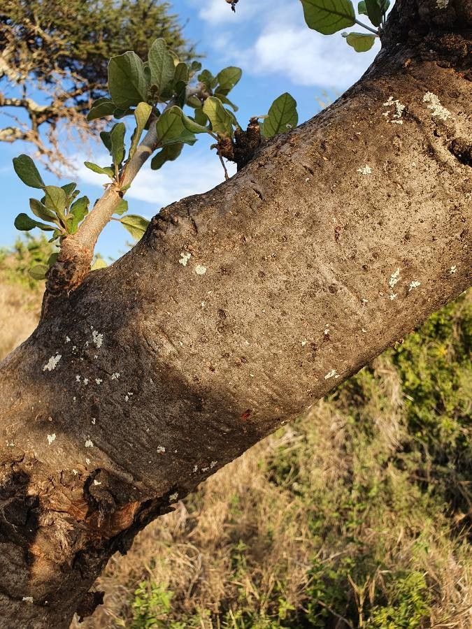 Lannea triphylla bark