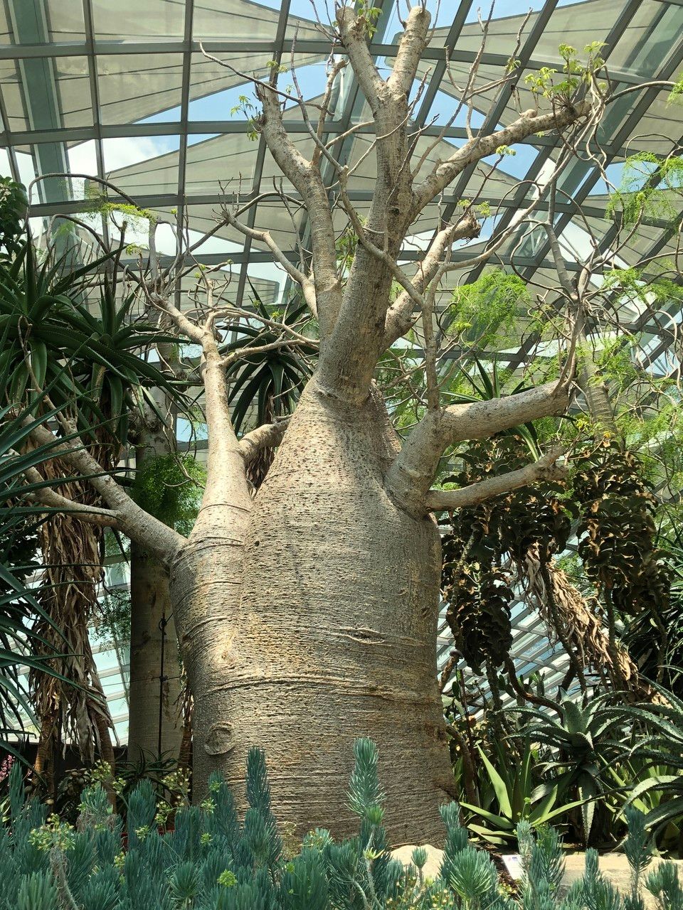 Adansonia gregorii habit