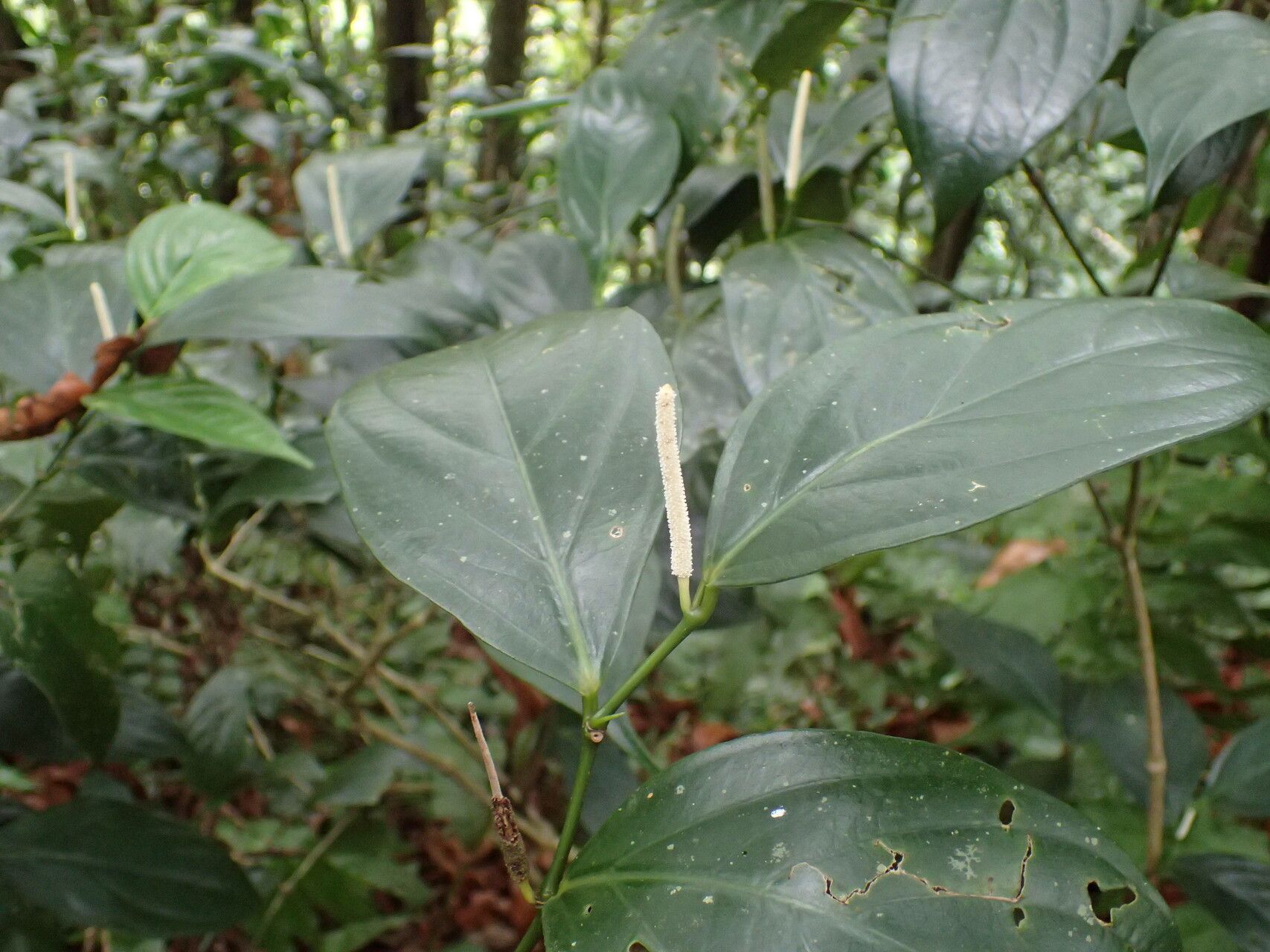 Piper aequale — related species from the same genus