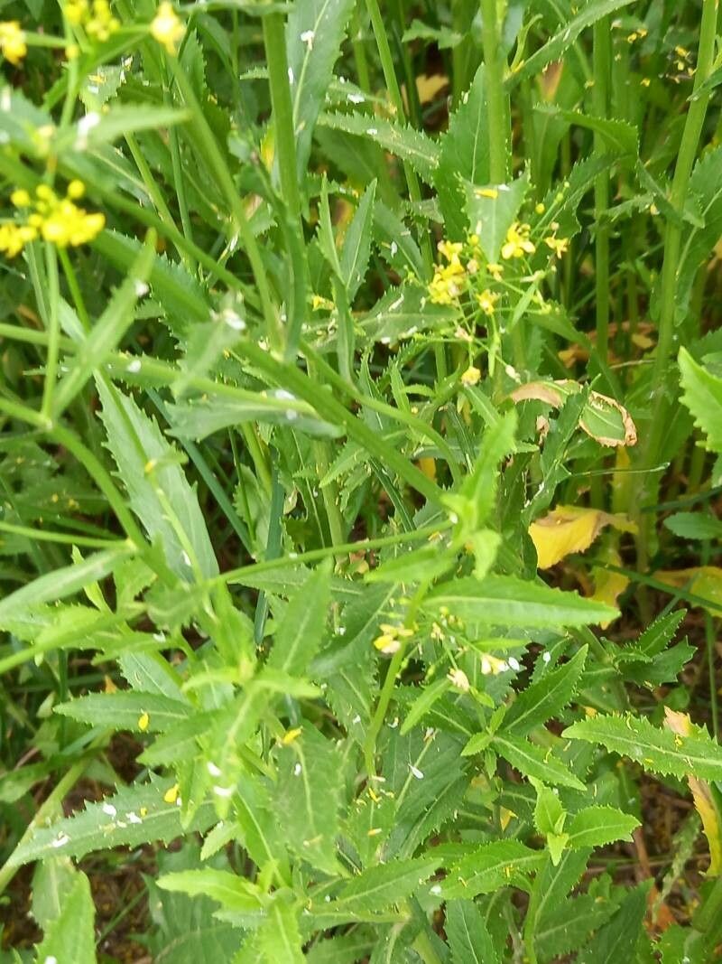 Rorippa austriaca — related species from the same genus