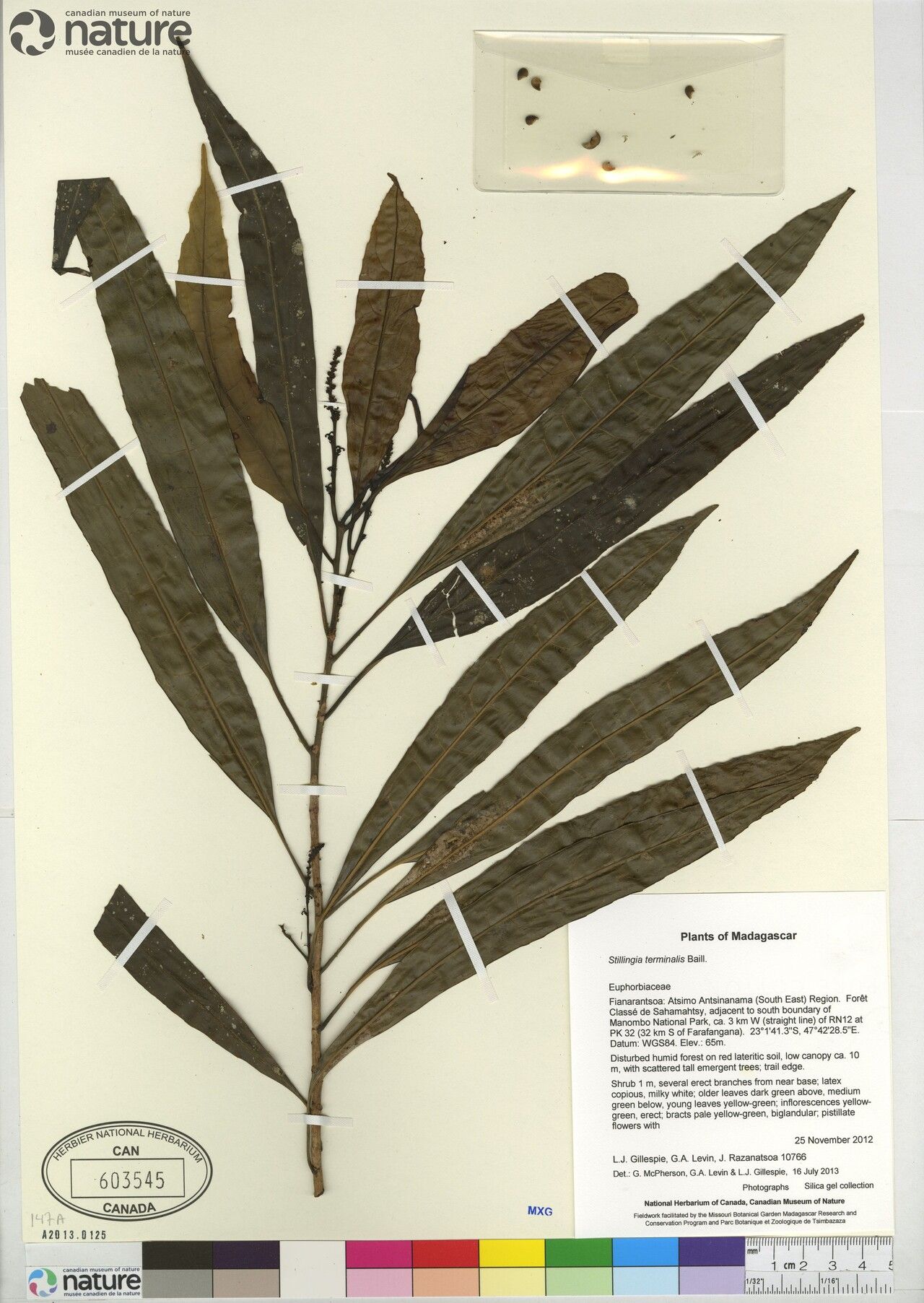 Stillingia terminalis — search result for 'Stillingia'