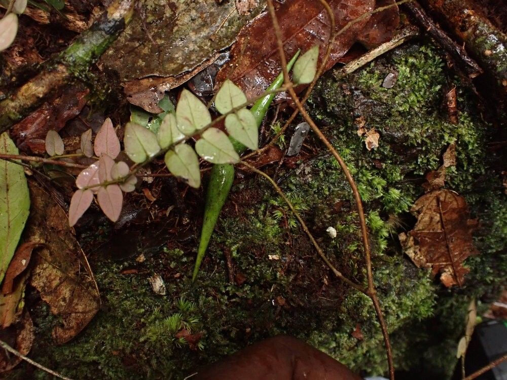 Secamone erythradenia — houseplant care guide