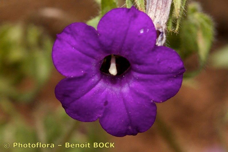 Campanula afra flower