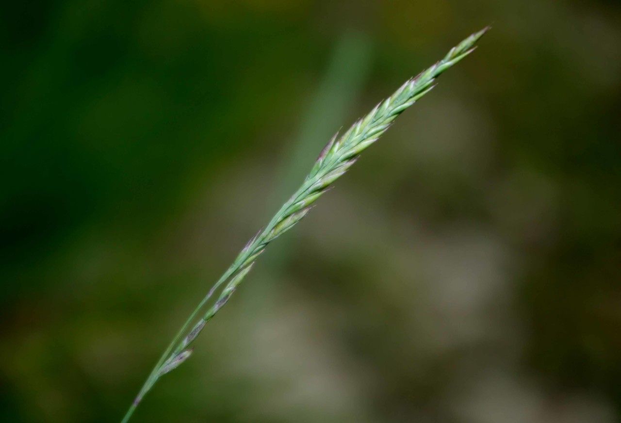 Festuca marginata fruit
