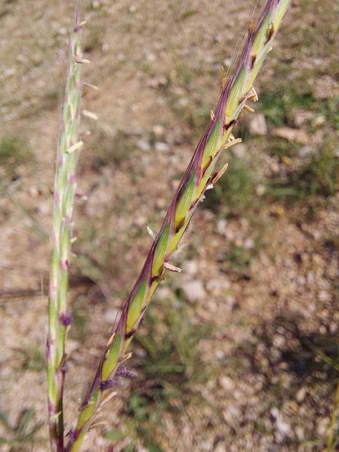 Andropogon distachyos leaf