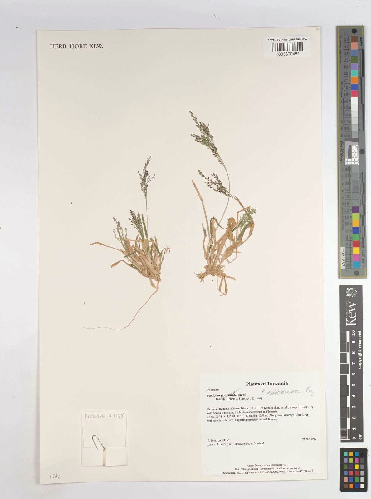 Panicum massaiense — houseplant care guide