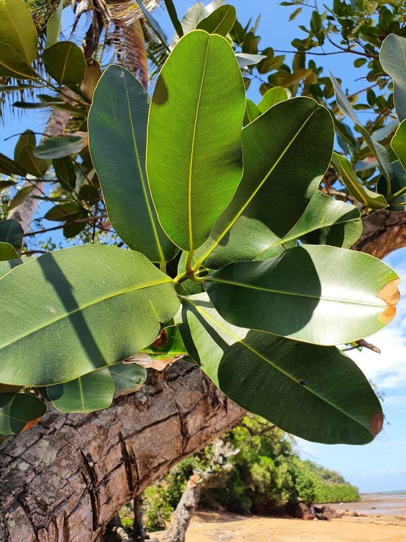 Garcinia anjouanensis — related species from the same genus