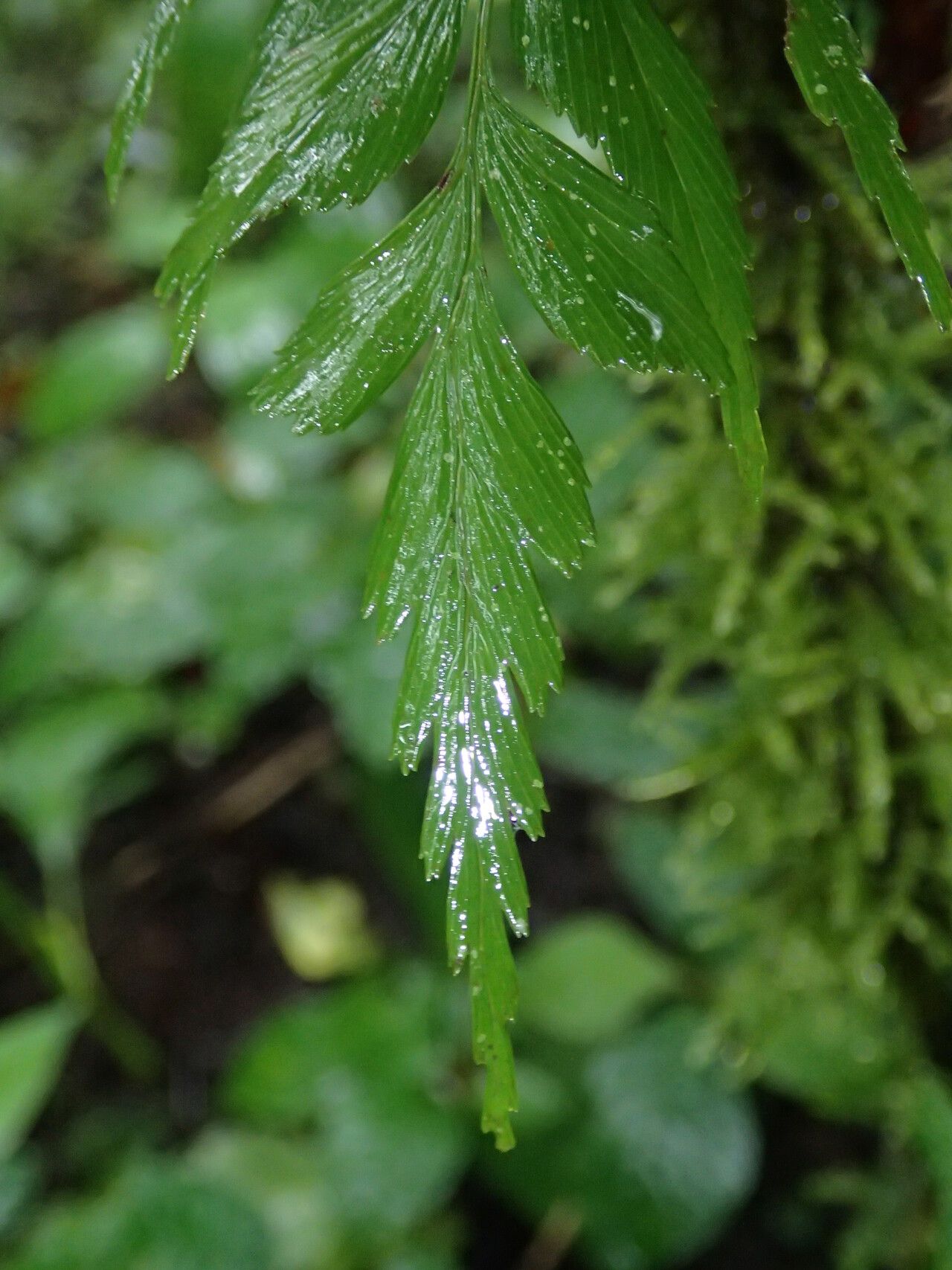 Asplenium friesiorum leaf
