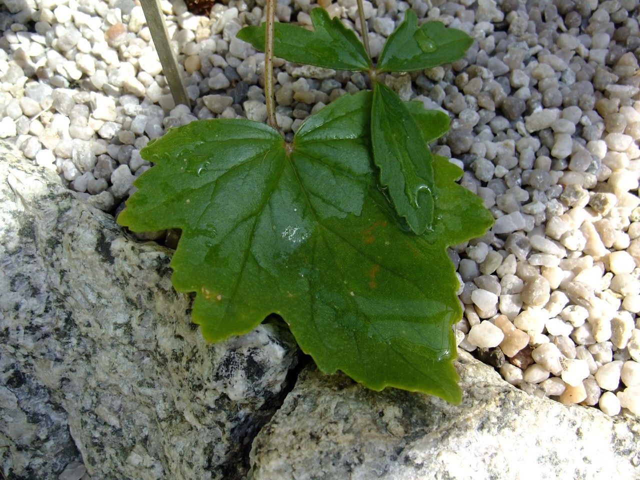 Pelargonium boranense — houseplant care guide