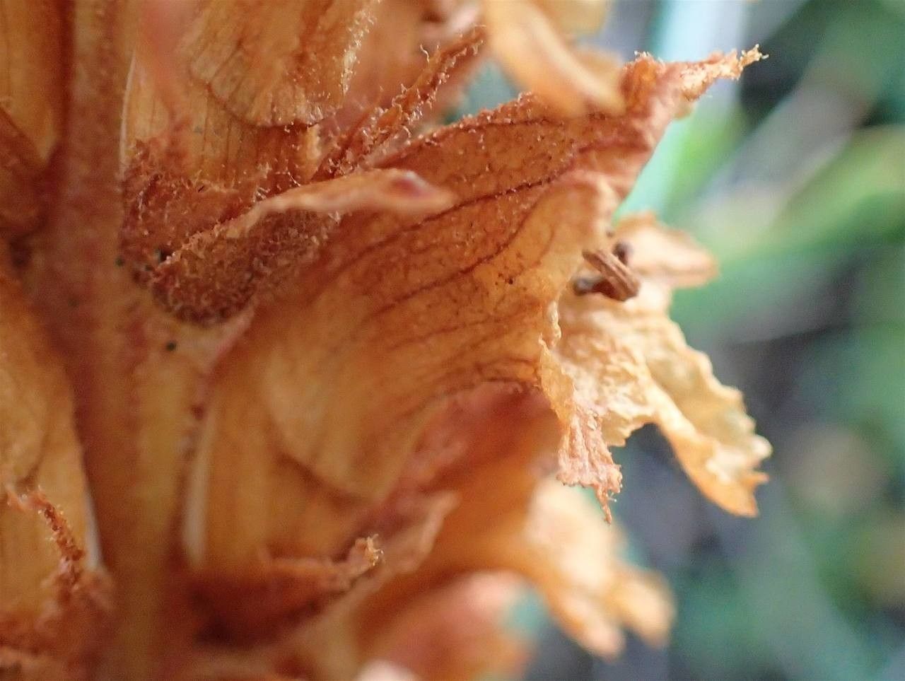 Orobanche laserpitii-sileris bark