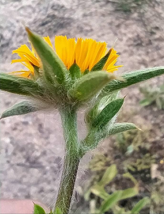 Pallenis spinosa leaf