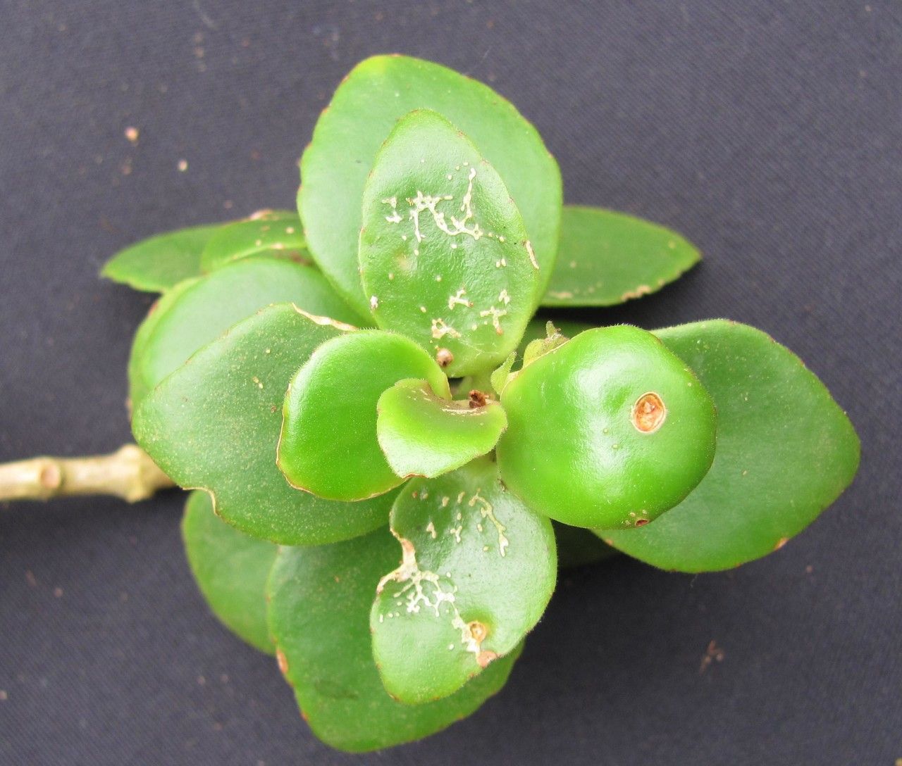 Codonanthe macradenia fruit