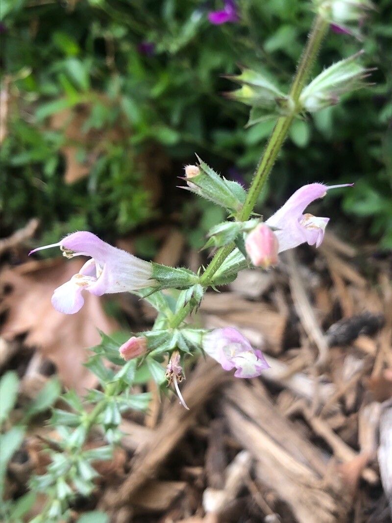 Salvia taraxacifolia flower