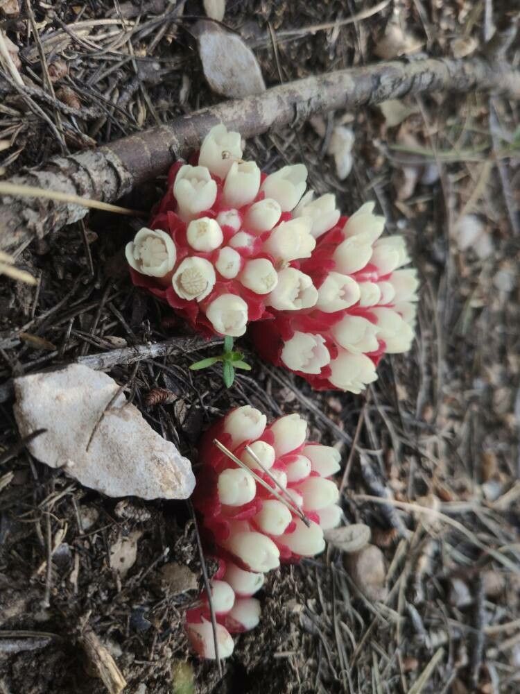 Cytinus ruber — related species from the same genus