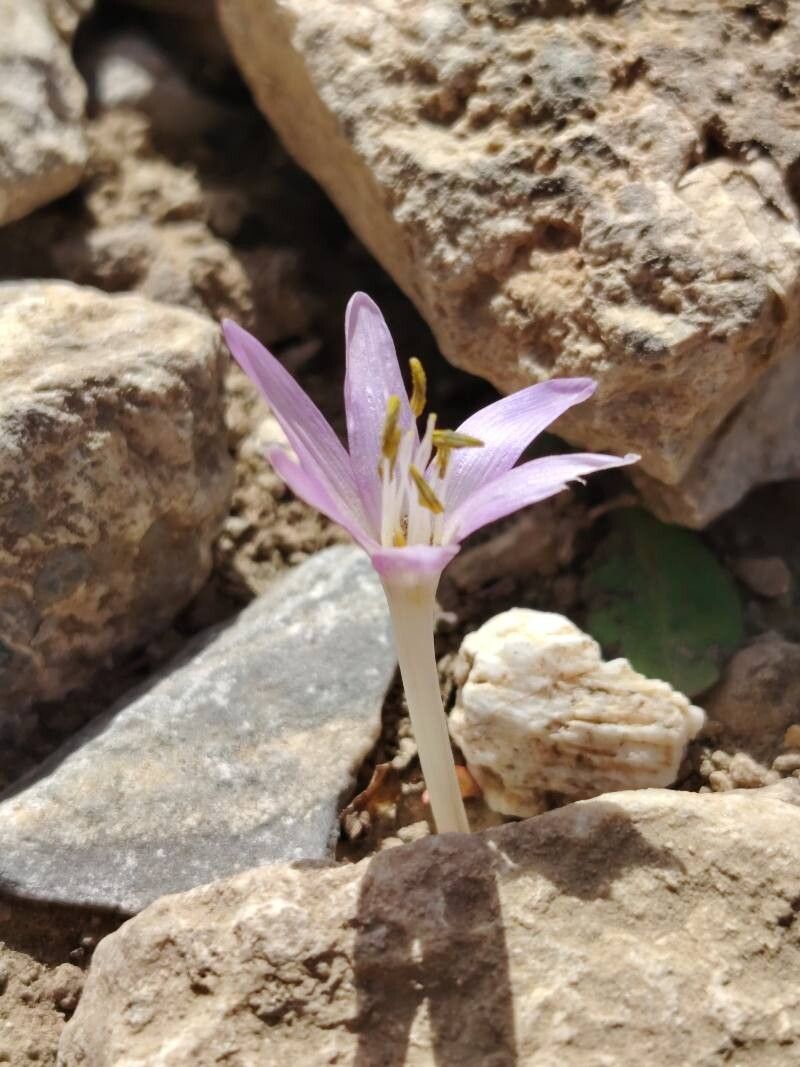Colchicum pusillum flower