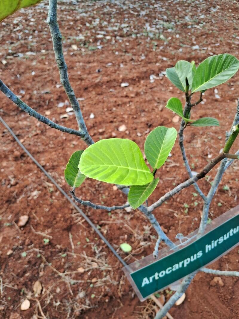 Artocarpus hirsutus leaf