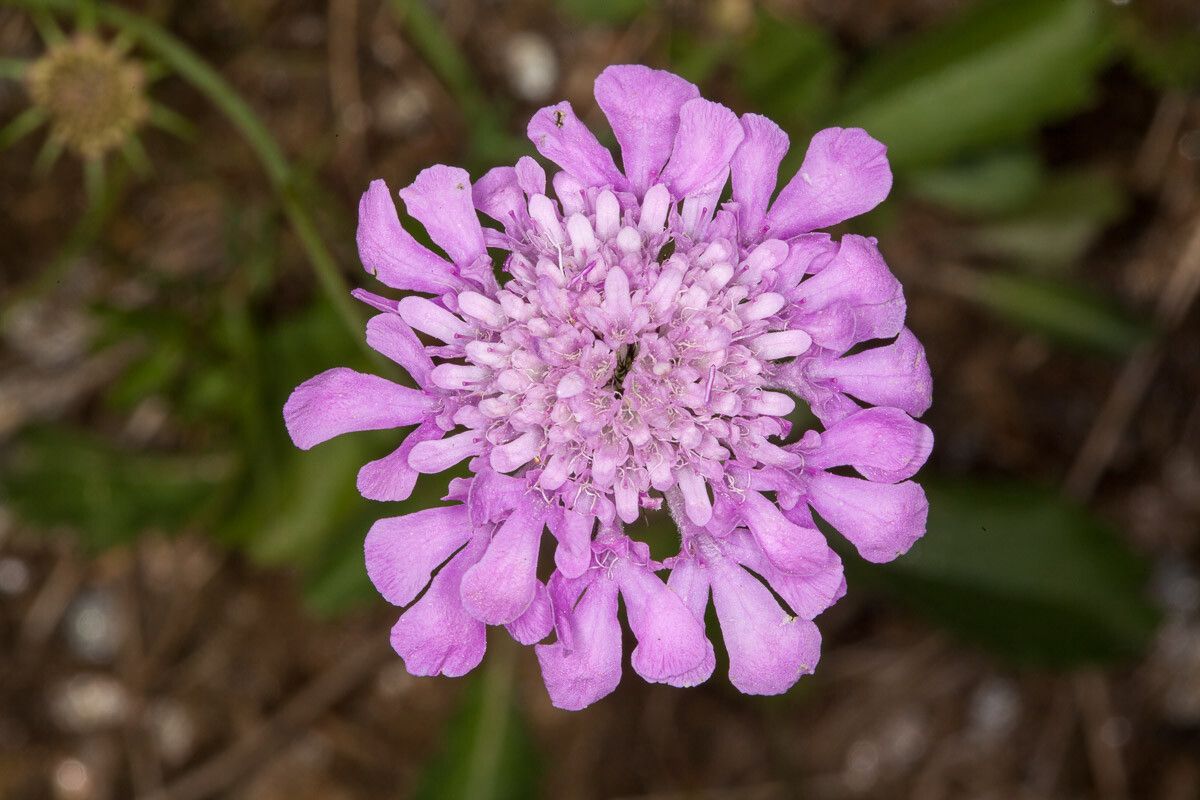 Scabiosa vestita flower