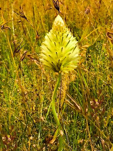 Ptilotus macrocephalus — related species from the same genus