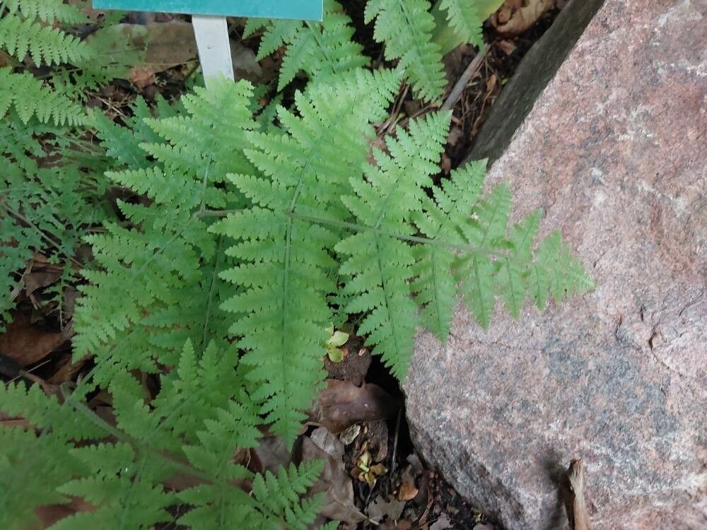 Hypolepis punctata leaf