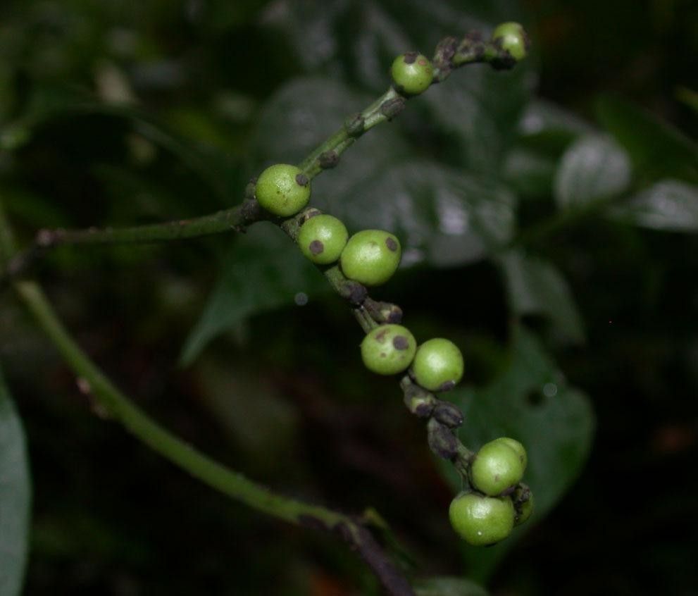 Heliotropium angustiflorum fruit