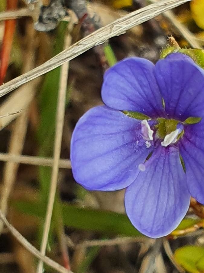 Veronica glandulosa flower