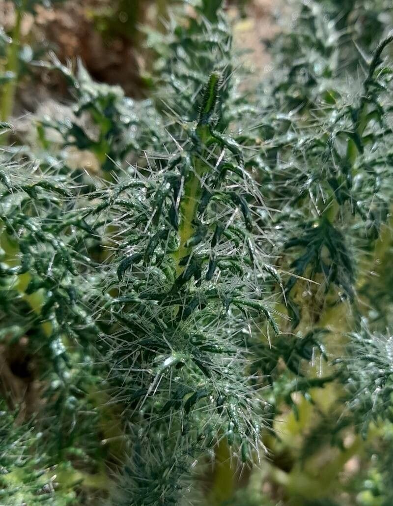 Caiophora coronata — houseplant care guide