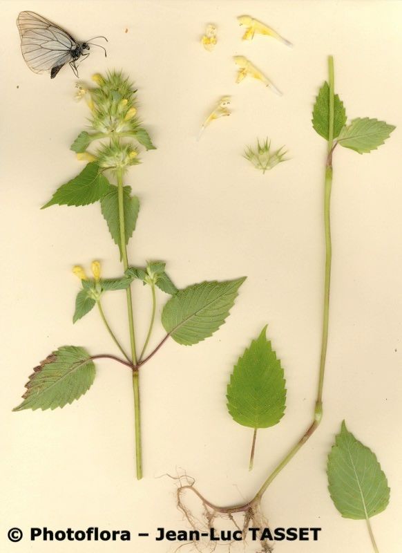 Galeopsis × polychroma habit