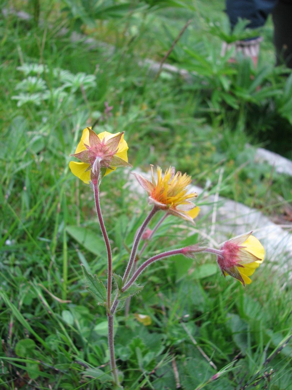 Geum × sudeticum — search result for 'Geum'