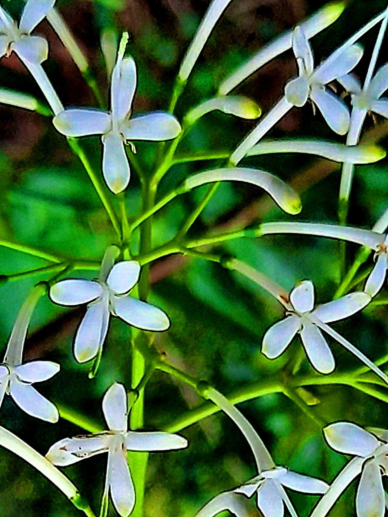 Pavetta hongkongensis — houseplant care guide