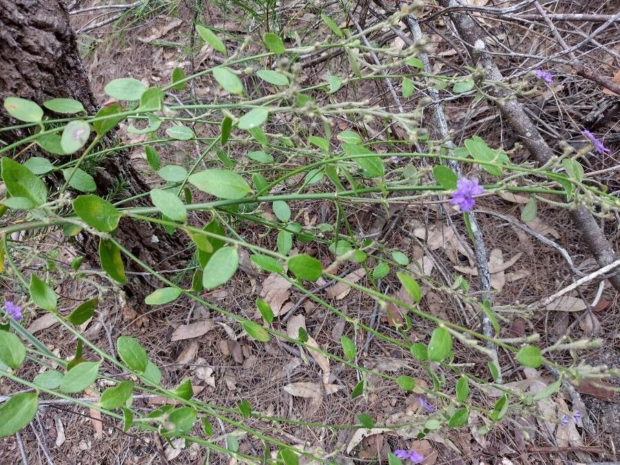 Dampiera purpurea habit