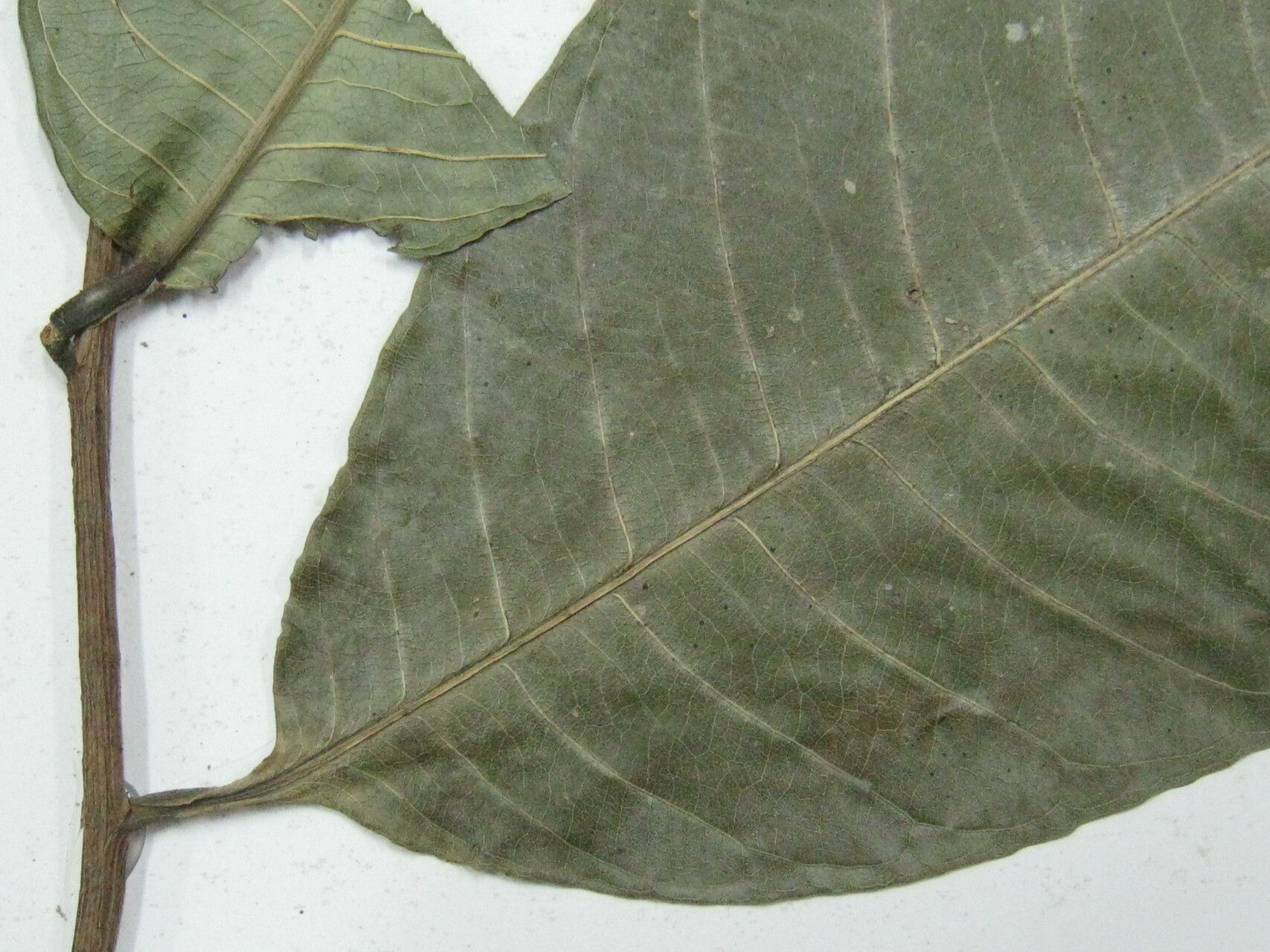 Eschweilera simiorum other