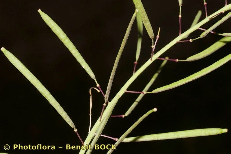 Diplotaxis glauca fruit