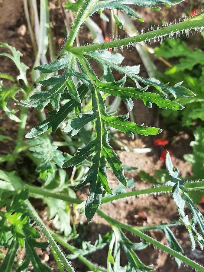 Papaver dubium — search result for 'Papaver'