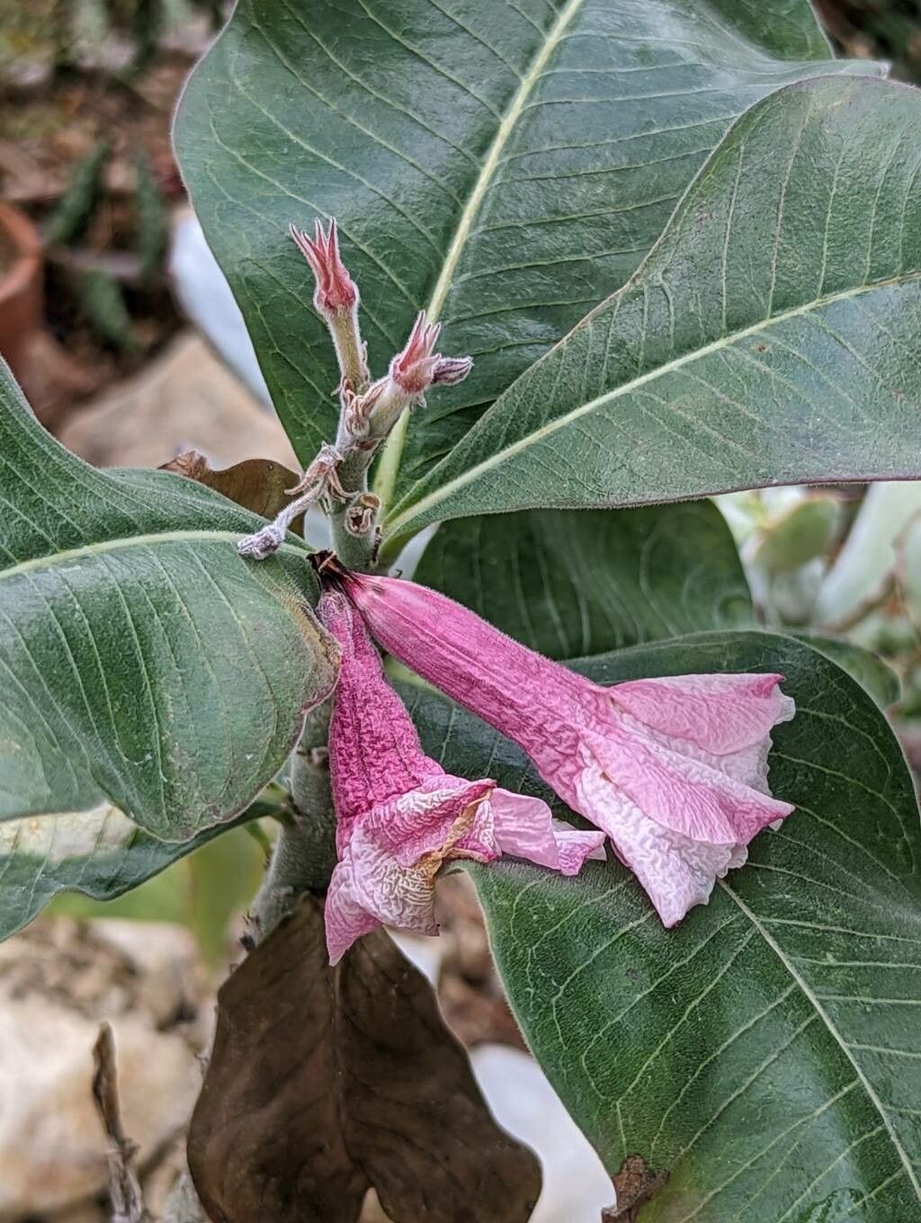 Adenium boehmianum flower