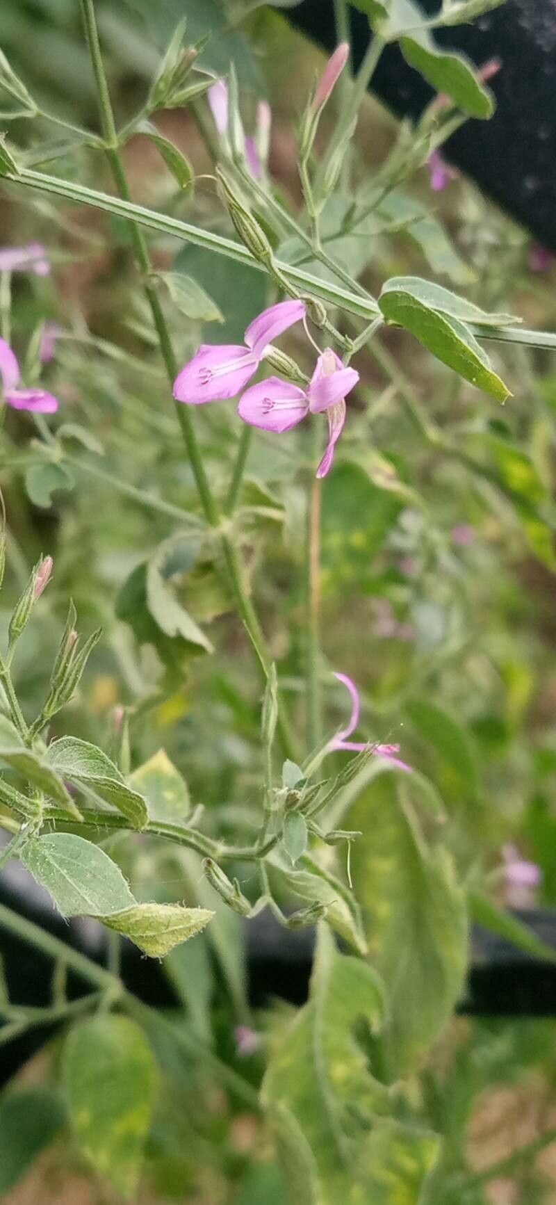 Dicliptera paniculata flower