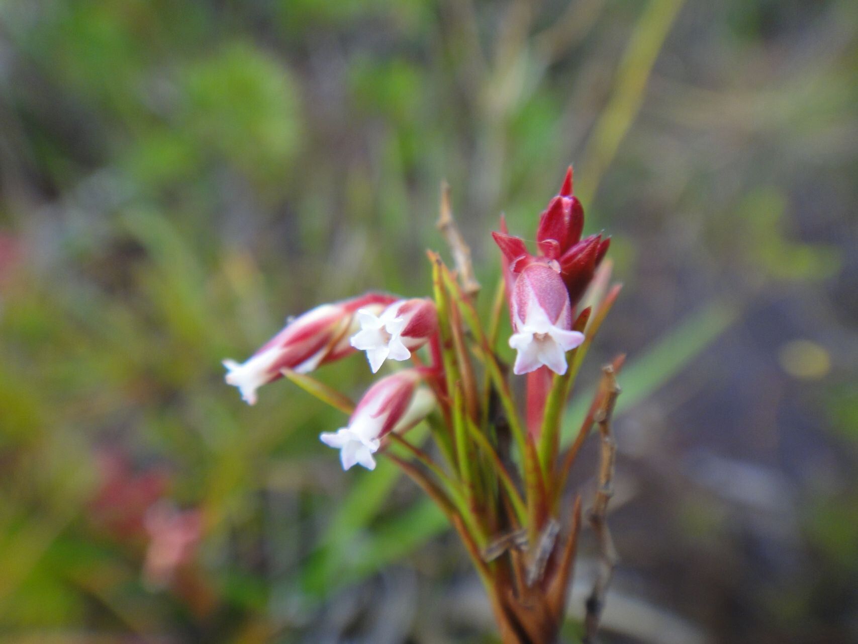 Dracophyllum cosmelioides flower