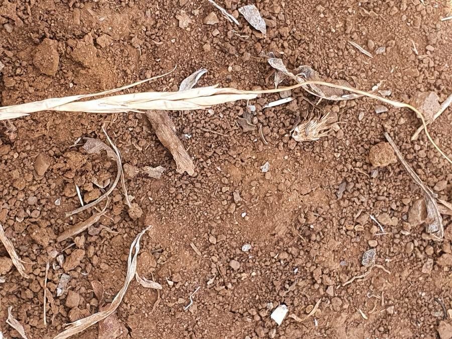 Heteropogon contortus fruit