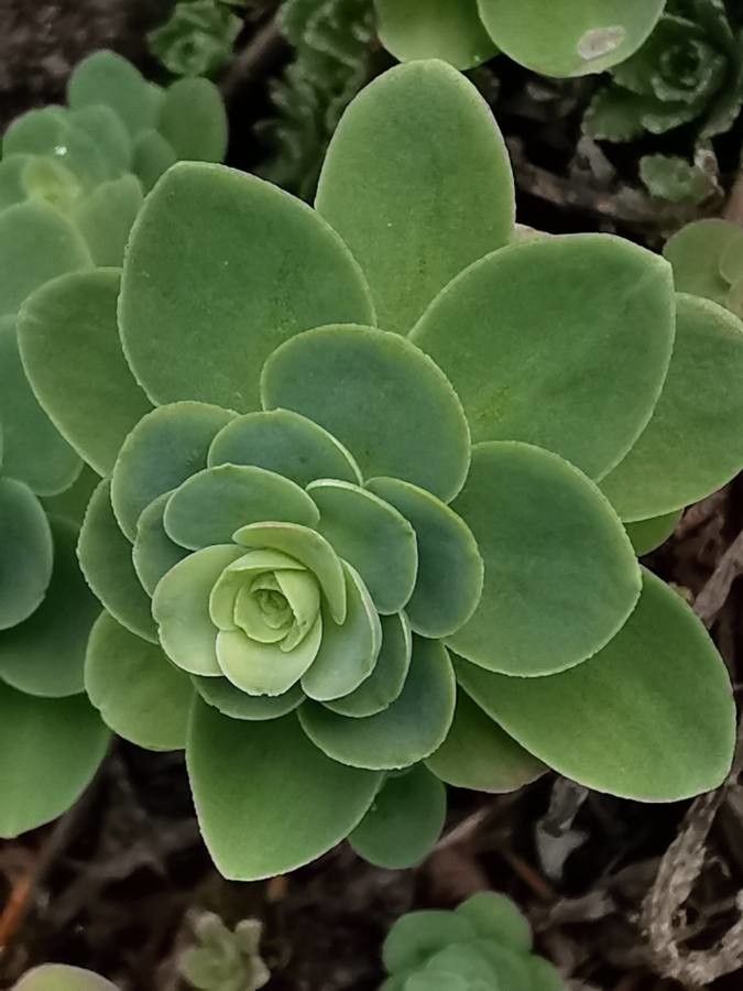 Hylotelephium anacampseros leaf