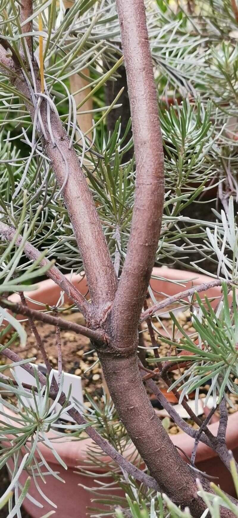 Leucadendron album bark