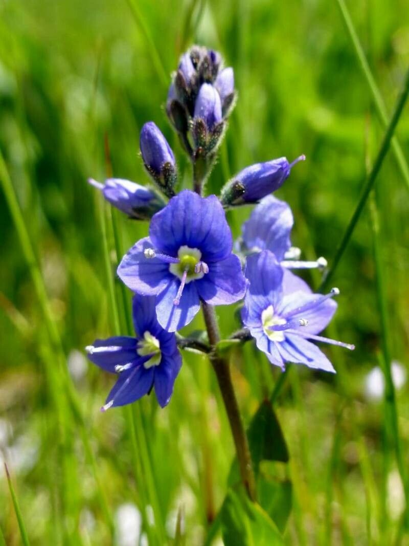 Veronica cusickii flower