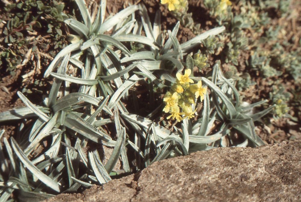 Catananche caespitosa habit