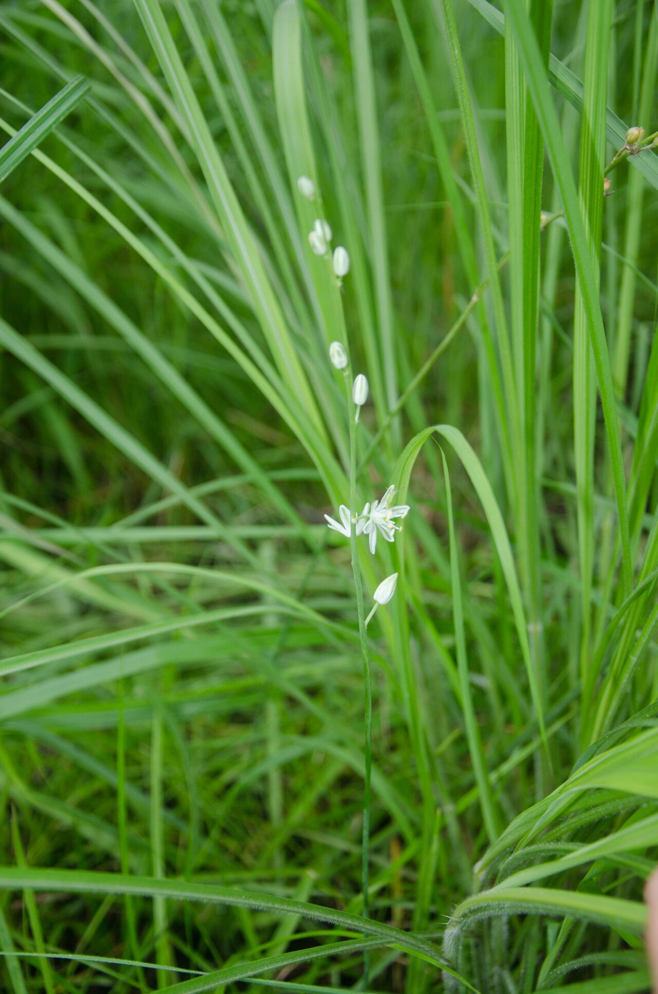 Albuca sudanica — houseplant care guide