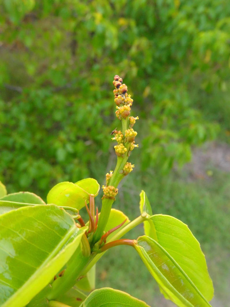 Hippomane mancinella flower