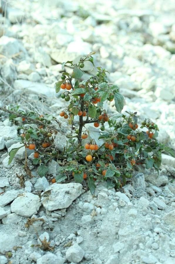 Solanum luteum habit