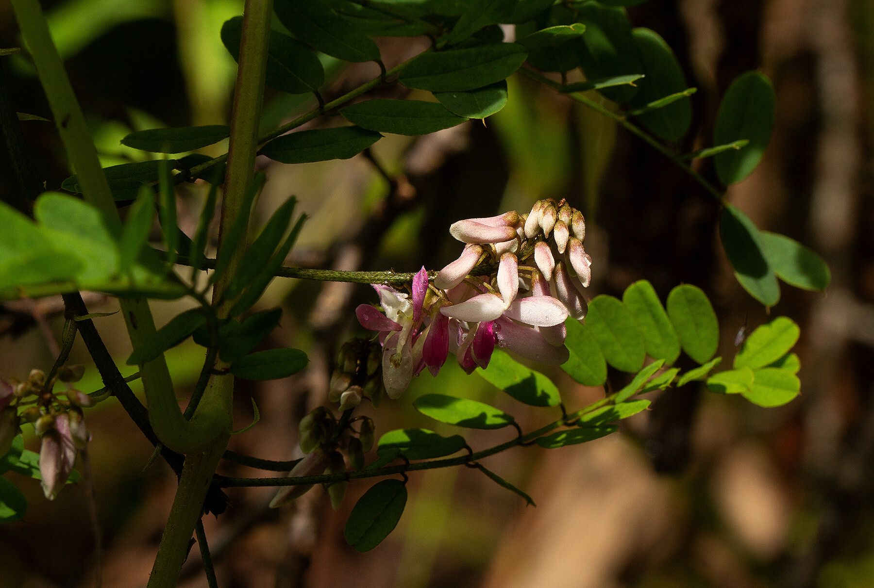Indigofera roseocaerulea flower