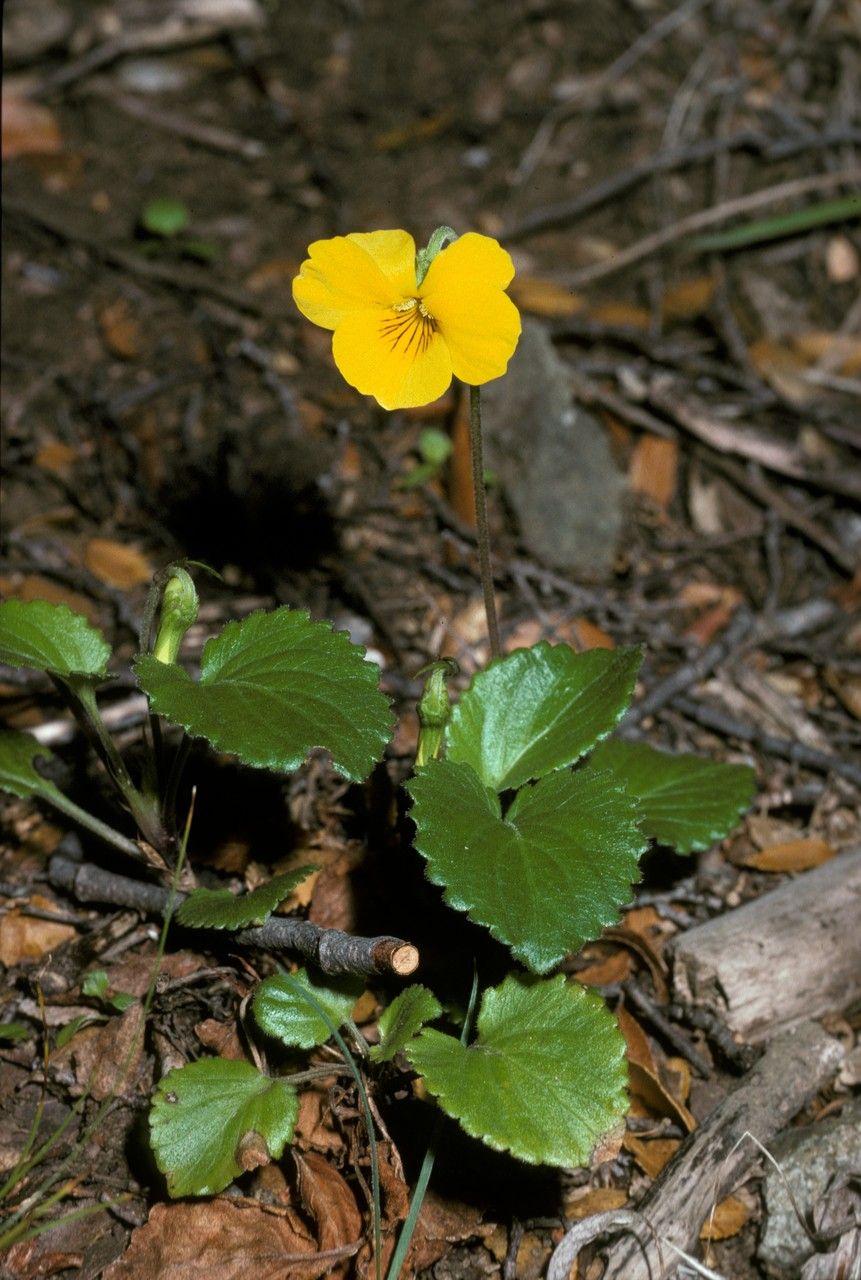 Viola maculata habit