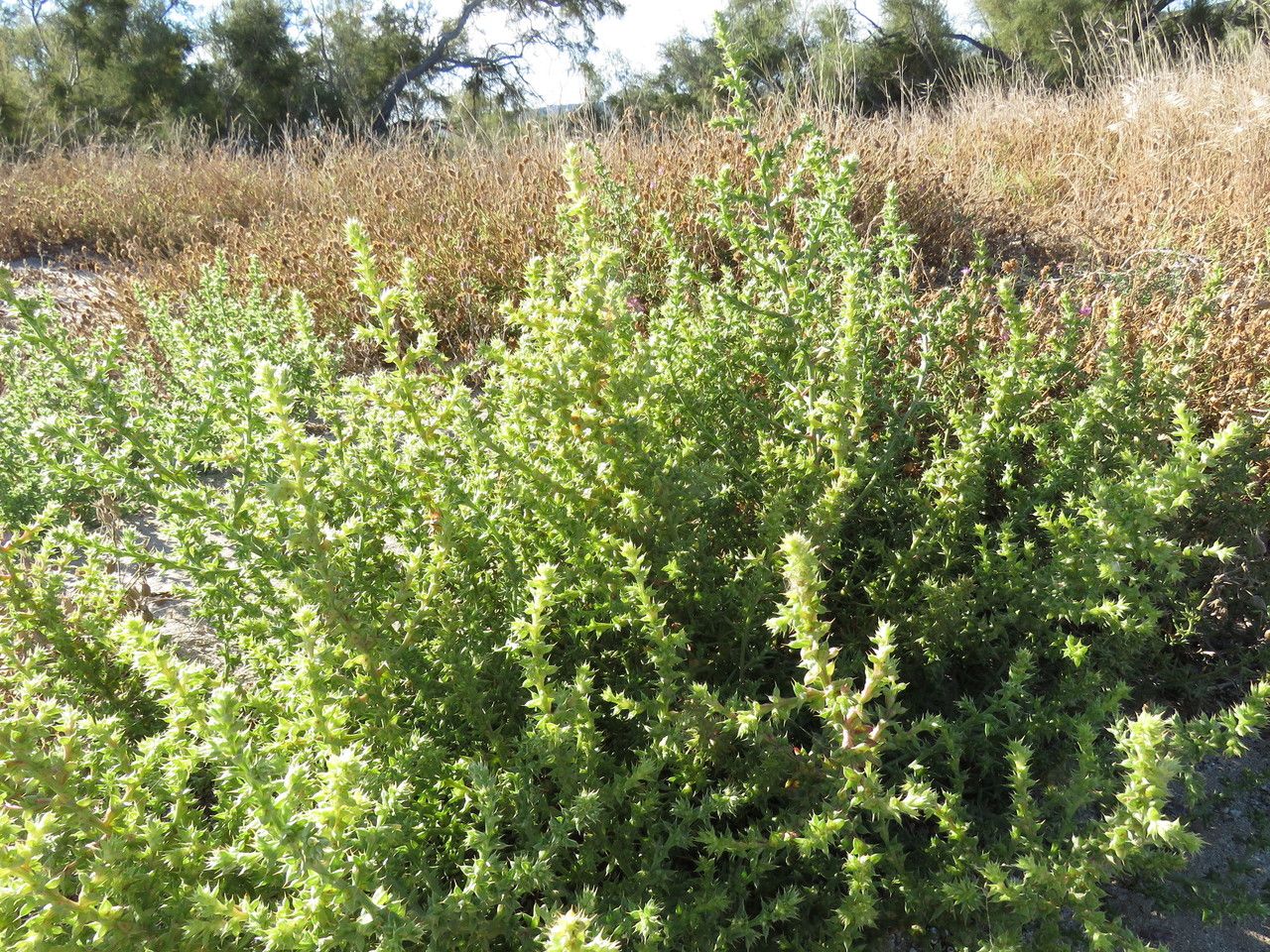 Salsola australis habit